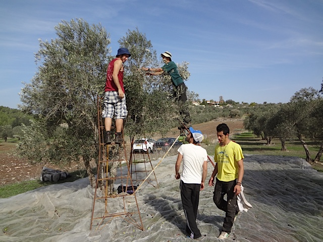 Harduf seniors volunteer as olive pickers